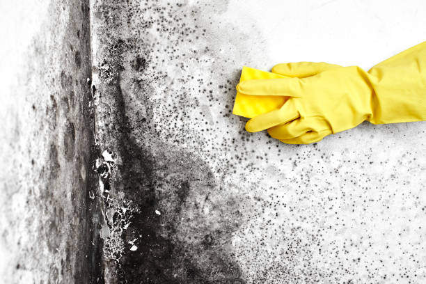 Professional Mold Removal in Suitland, MD