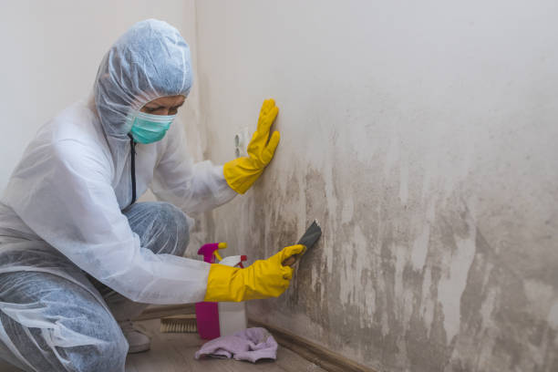 Best Same-Day Mold Removal  in Suitland, MD