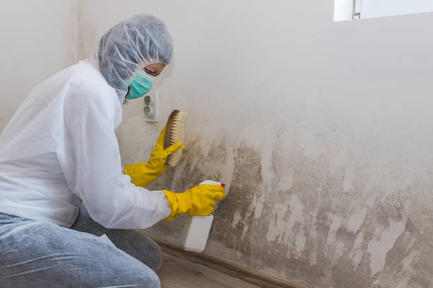Best Residential Mold Removal  in Suitland, MD