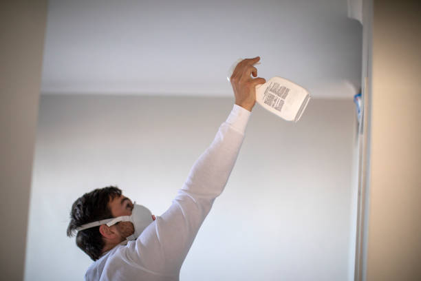 Best Mold Removal Company Near Me  in Suitland, MD