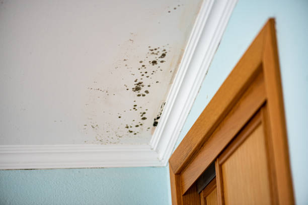 Best Mold Remediation Services  in Suitland, MD