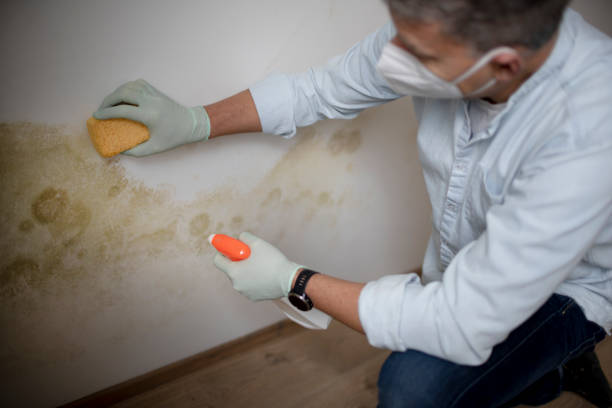 Best Emergency Mold Removal  in Suitland, MD