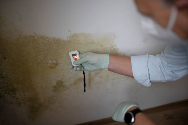 Best Mold Cleaning Services  in Suitland, MD