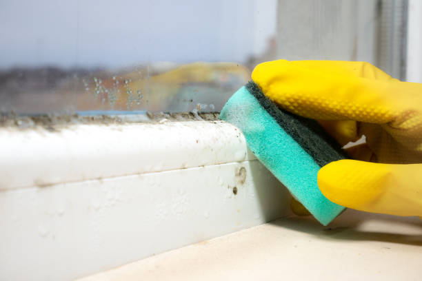 Best Mold Testing  in Suitland, MD