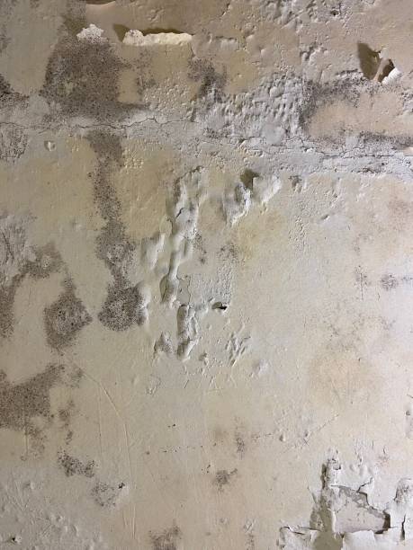 Mold Testing and Removal in Suitland, MD