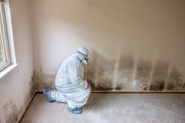 Best Mold Removal Process  in Suitland, MD