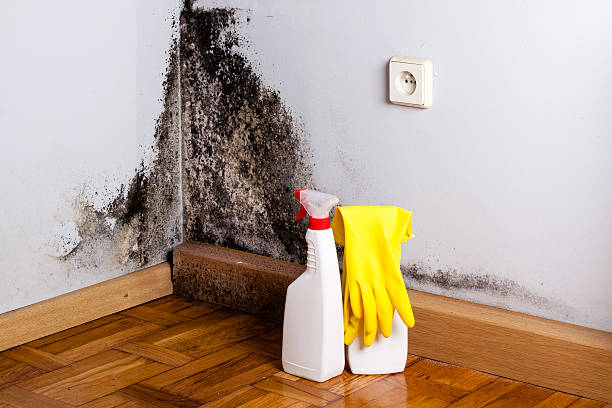 Best Office Mold Removal Services  in Suitland, MD