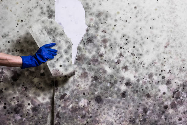 Best Professional Mold Removal  in Suitland, MD