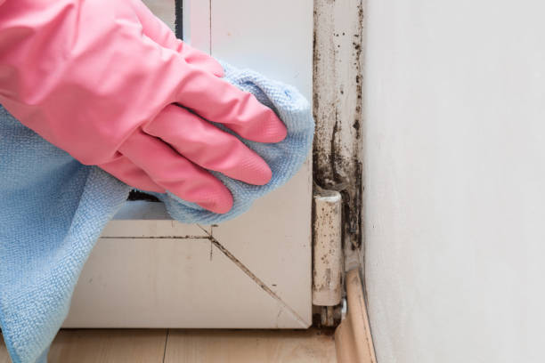 Mold Removal Process in Suitland, MD