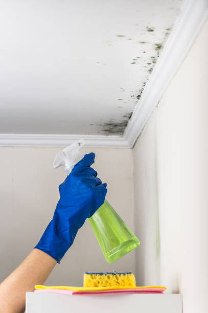 Best Black Mold Removal  in Suitland, MD