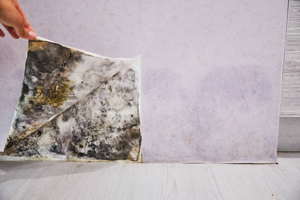 Best Mold Removal Near Me  in Suitland, MD